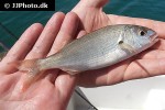 pagellus acarne pagellus acarne