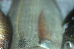 pagellus bogaraveo pagellus bogaraveo