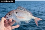 pagellus bogaraveo pagellus bogaraveo