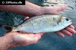 sarpa salpa sarpa salpa