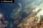 sarpa salpa sarpa salpa