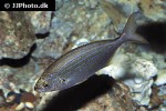 sarpa salpa sarpa salpa