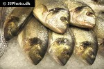 sparus aurata sparus aurata