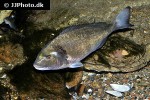 sparus aurata sparus aurata