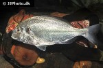 sparus aurata sparus aurata