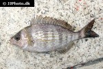 spondyliosoma cantharus spondyliosoma cantharus
