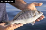 spondyliosoma cantharus spondyliosoma cantharus
