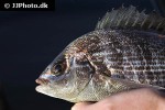 spondyliosoma cantharus spondyliosoma cantharus