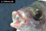 spondyliosoma cantharus spondyliosoma cantharus