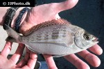 spondyliosoma cantharus spondyliosoma cantharus