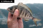 spondyliosoma cantharus spondyliosoma cantharus