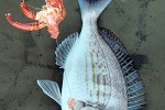 spondyliosoma cantharus spondyliosoma cantharus
