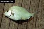 stenotomus chrysops stenotomus chrysops