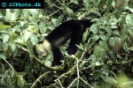 ateles geoffroyi blackhanded spider monkey ateles geoffroyi blackhanded spider monkey