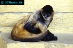 ateles geoffroyi blackhanded spider monkey ateles geoffroyi blackhanded spider monkey