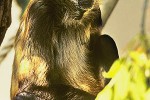 ateles geoffroyi blackhanded spider monkey ateles geoffroyi blackhanded spider monkey