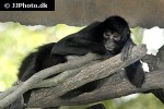 ateles paniscus red faced spider monkey ateles paniscus red faced spider monkey