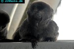 callimico goeldii goeldi s marmoset callimico goeldii goeldi s marmoset
