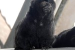 callimico goeldii goeldi s marmoset callimico goeldii goeldi s marmoset