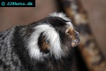callithrix jacchus white eared marmoset callithrix jacchus white eared marmoset