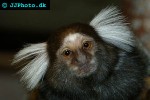 callithrix jacchus white eared marmoset callithrix jacchus white eared marmoset