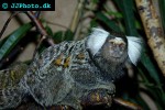 callithrix jacchus white eared marmoset callithrix jacchus white eared marmoset