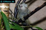 callithrix jacchus white eared marmoset callithrix jacchus white eared marmoset