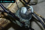 callithrix jacchus white eared marmoset callithrix jacchus white eared marmoset
