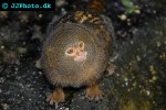 callithrix pygmaea pygmy marmoset callithrix pygmaea pygmy marmoset