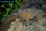 callithrix pygmaea pygmy marmoset callithrix pygmaea pygmy marmoset