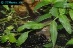callithrix pygmaea pygmy marmoset callithrix pygmaea pygmy marmoset