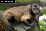 cebus apella tufted capuchin monkey cebus apella tufted capuchin monkey
