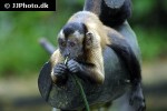 cebus apella tufted capuchin monkey cebus apella tufted capuchin monkey