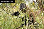 cebus apella tufted capuchin monkey cebus apella tufted capuchin monkey