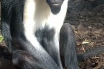 cercopithecus diana diana monkey cercopithecus diana diana monkey