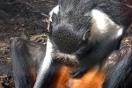 cercopithecus diana diana monkey cercopithecus diana diana monkey
