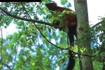 eulemur fulvus rufus redfronted brown lemur eulemur fulvus rufus redfronted brown lemur