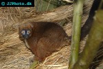 eulemur rubriventer red bellied lemur eulemur rubriventer red bellied lemur