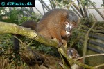 eulemur rubriventer red bellied lemur eulemur rubriventer red bellied lemur