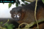 eulemur rubriventer red bellied lemur eulemur rubriventer red bellied lemur