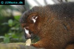 eulemur rubriventer red bellied lemur eulemur rubriventer red bellied lemur