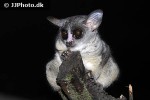 galago senegalensis senegal bushbaby galago senegalensis senegal bushbaby