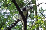 lemur catta ringtailed lemur lemur catta ringtailed lemur