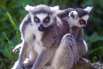 lemur catta ringtailed lemur lemur catta ringtailed lemur