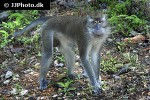 macaca fascicularis crab eating macaque monkey macaca fascicularis crab eating macaque monkey