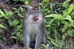 macaca fascicularis crab eating macaque monkey macaca fascicularis crab eating macaque monkey