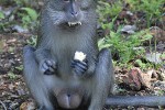 macaca fascicularis crab eating macaque monkey macaca fascicularis crab eating macaque monkey