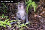 macaca fascicularis crab eating macaque monkey macaca fascicularis crab eating macaque monkey