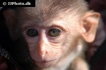 macaca fascicularis crab eating macaque monkey macaca fascicularis crab eating macaque monkey