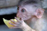 macaca fascicularis crab eating macaque monkey macaca fascicularis crab eating macaque monkey